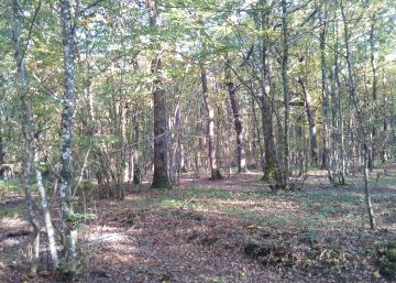 forêt rencontrée au cours de la randonnée pédestre Famenne au départ de Barvaux